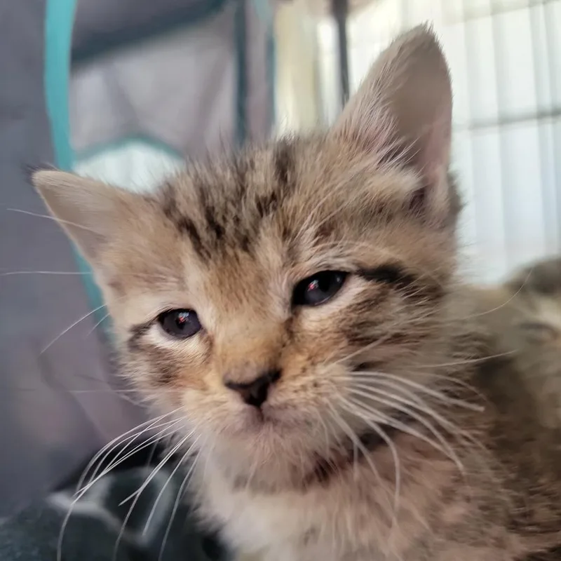 A baby small-sized male Gray / Blue / Silver Domestic Short Hair cat named Mojito in Street MD for adoption in Alexandria, VA