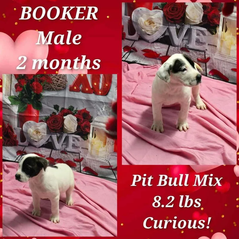 Marion Bs : Booker thumbnail 3