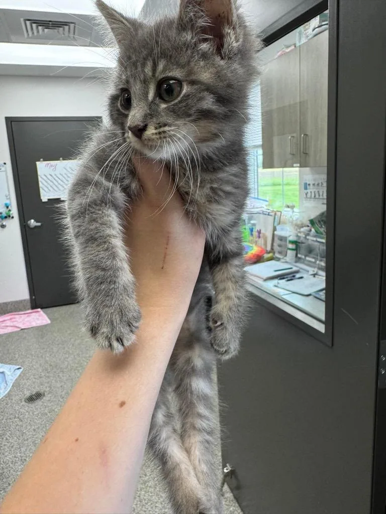 A baby small-sized male Domestic Short Hair cat named Heliotrope for adoption in Van Wert, OH