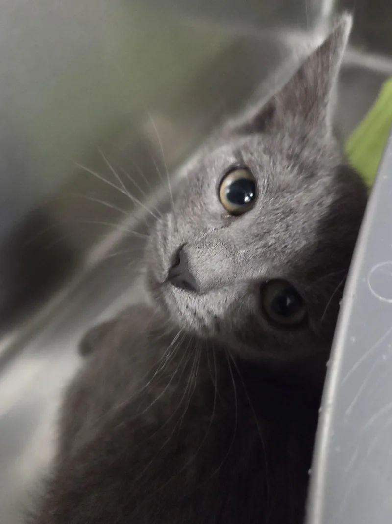 A baby small-sized female Domestic Short Hair cat named Dipsy for adoption in Chico, CA