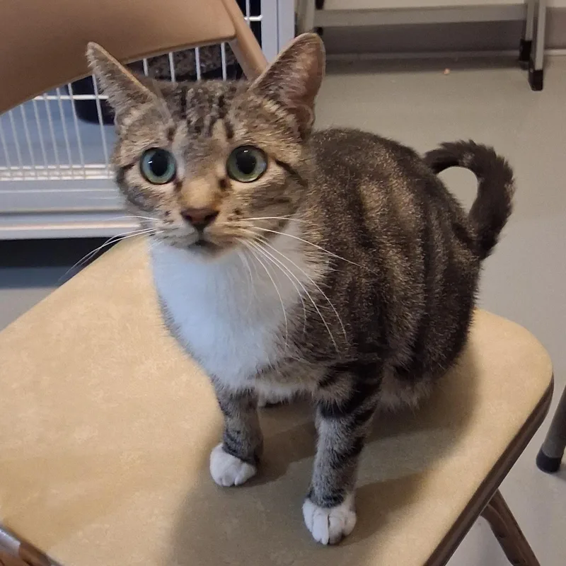 A young medium-sized female Tabby (Brown / Chocolate) Domestic Short Hair cat named Penelope for adoption in Iowa Falls, IA