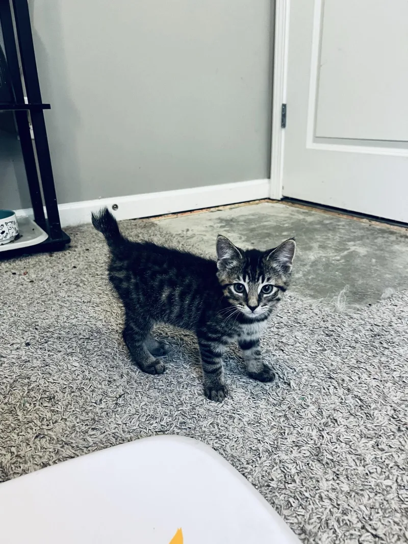 A baby medium-sized male Tabby (Gray / Blue / Silver) Domestic Short Hair cat named Chip for adoption in Indianapolis, IN
