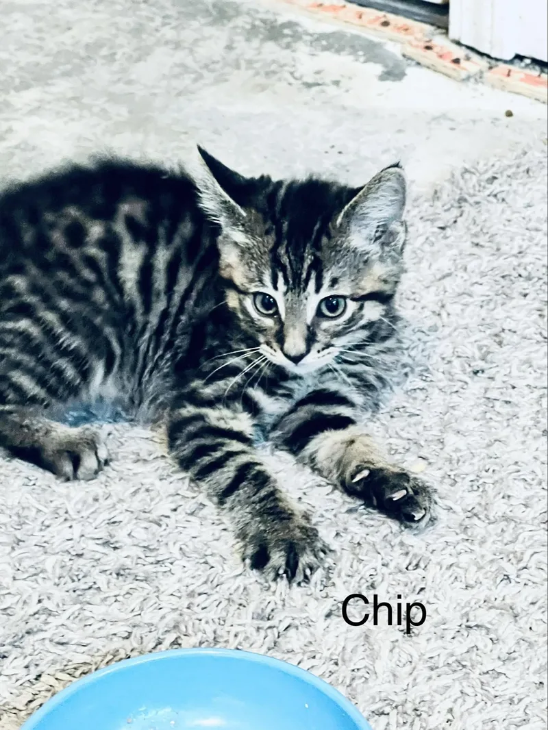 Chip thumbnail 2