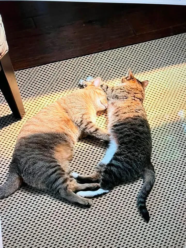 Rosie and Coco thumbnail 2
