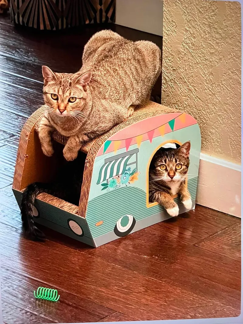 Rosie and Coco thumbnail 3