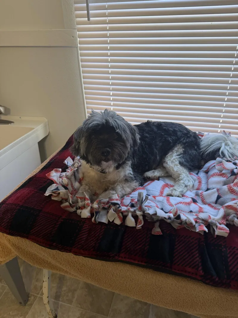 An adult small-sized male Shih Tzu dog named Griffin for adoption in York, SC