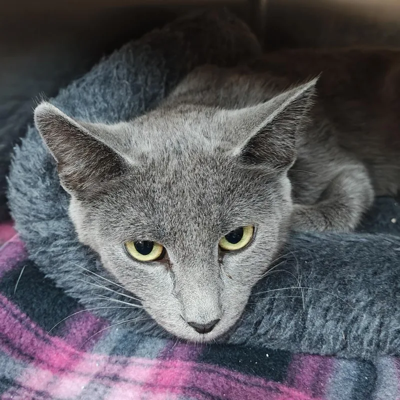 An adult medium-sized female Gray / Blue / Silver Domestic Short Hair cat named Sterling for adoption in Madison, WI