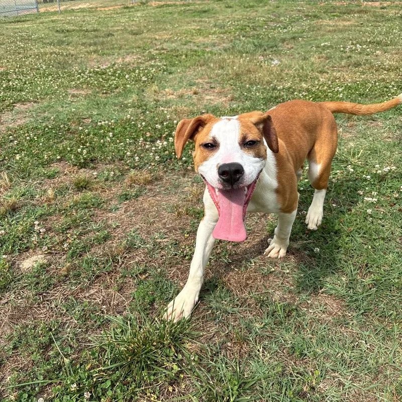 A baby small-sized female Brown / Chocolate Pit Bull Terrier dog named Rose for adoption in Roxboro, NC
