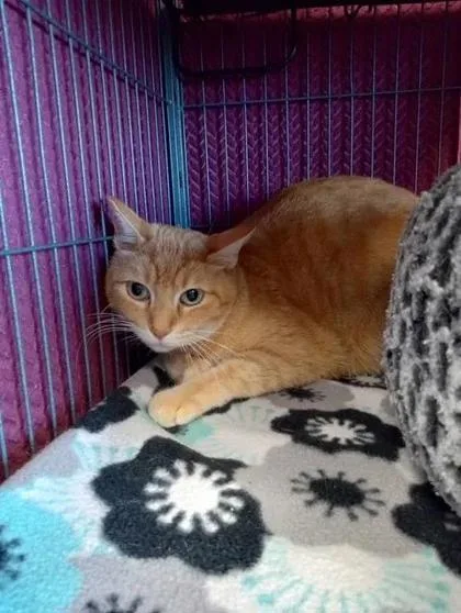 A young large-sized male Domestic Short Hair cat named Crush for adoption in Aberdeen, SD