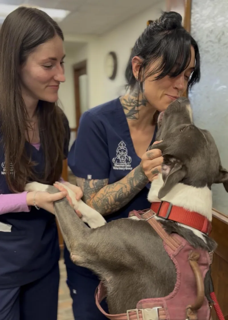 An adult large-sized male Gray / Blue / Silver American Staffordshire Terrier dog named Ellis for adoption in Thousand Oaks, CA