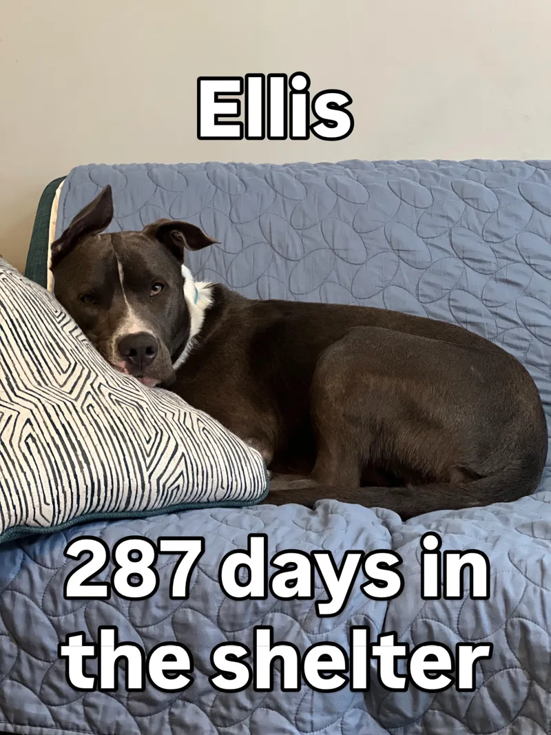 Ellis thumbnail 2
