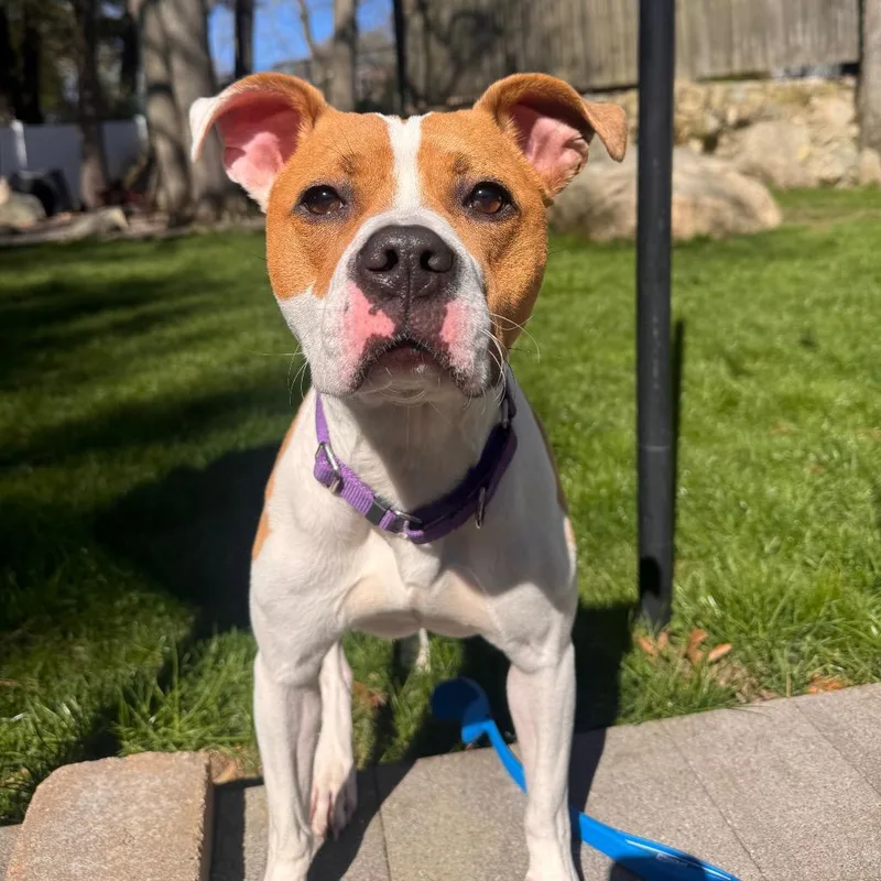 An adult medium-sized female Yellow / Tan / Blond / Fawn Pit Bull Terrier dog named Strudel for adoption in Brockton, MA