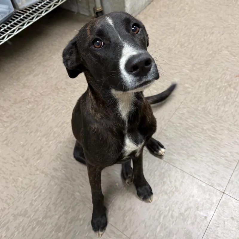 A young medium-sized female Brindle Plott Hound dog named Chloe for adoption in Birmingham, AL