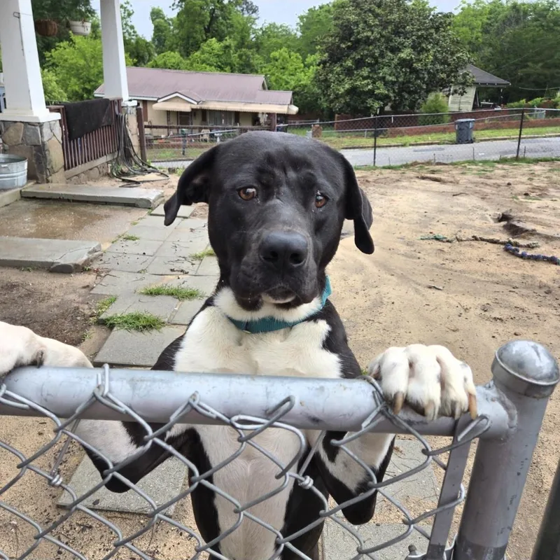 An adult large-sized male Black Great Dane dog named Moose for adoption in phenix city, AL