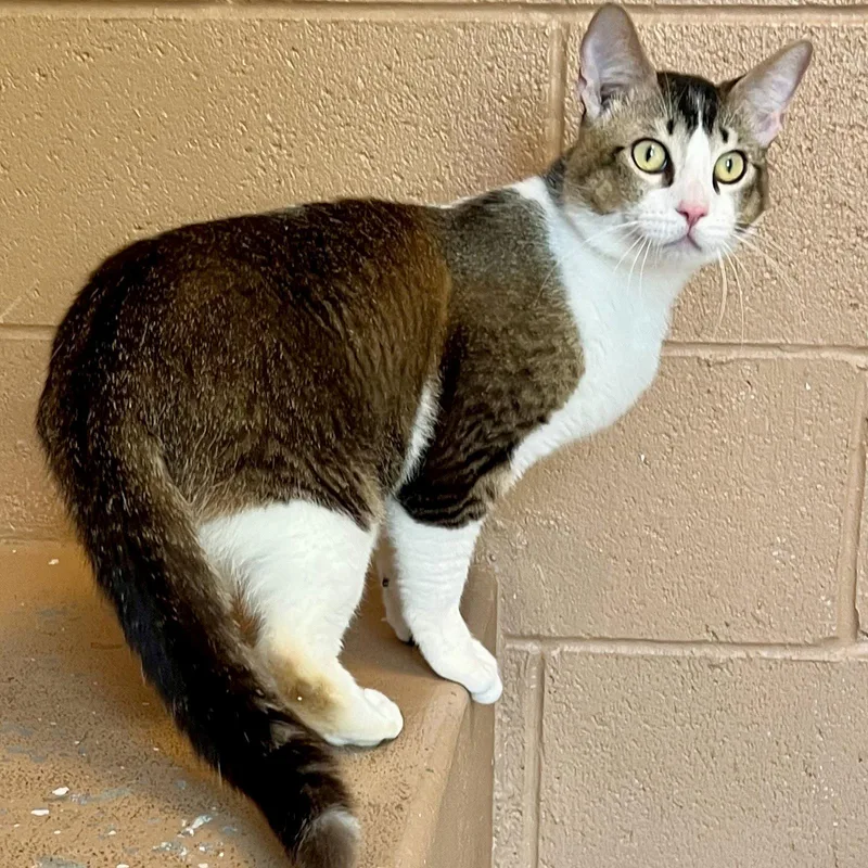 A young medium-sized male Brown / Chocolate Domestic Short Hair cat named Mackerel for adoption in Oakland, CA