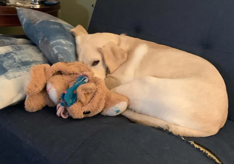 A young large-sized female Yellow Labrador Retriever dog named Nala for adoption in East Haddam, CT