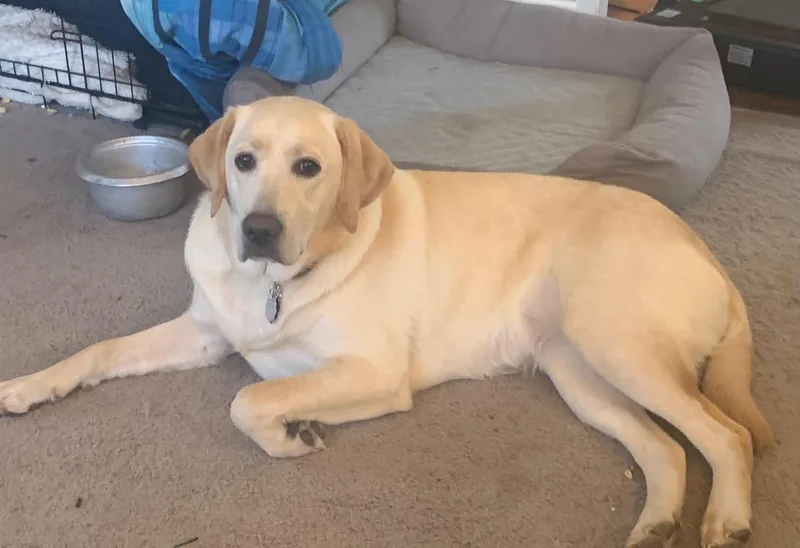 Nala thumbnail 4