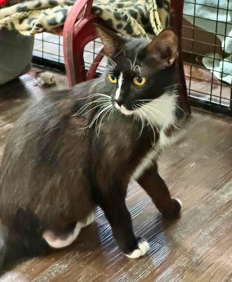 A young medium-sized female Black & White / Tuxedo Domestic Short Hair cat named Brooklyn for adoption in St. George, UT