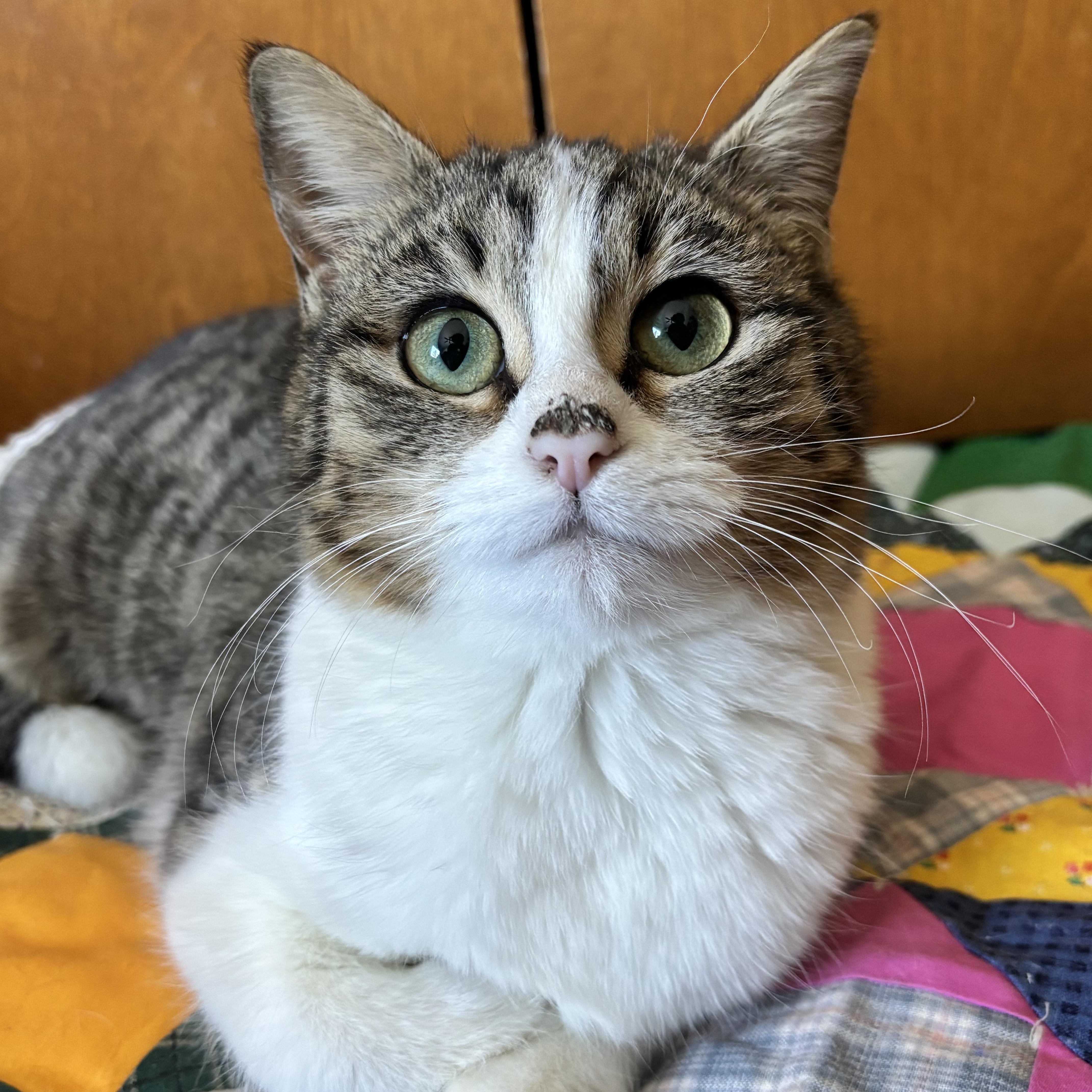 A baby small-sized female Tabby (Brown / Chocolate) Domestic Short Hair cat named Anastasia for adoption in Grand Rapids, MI
