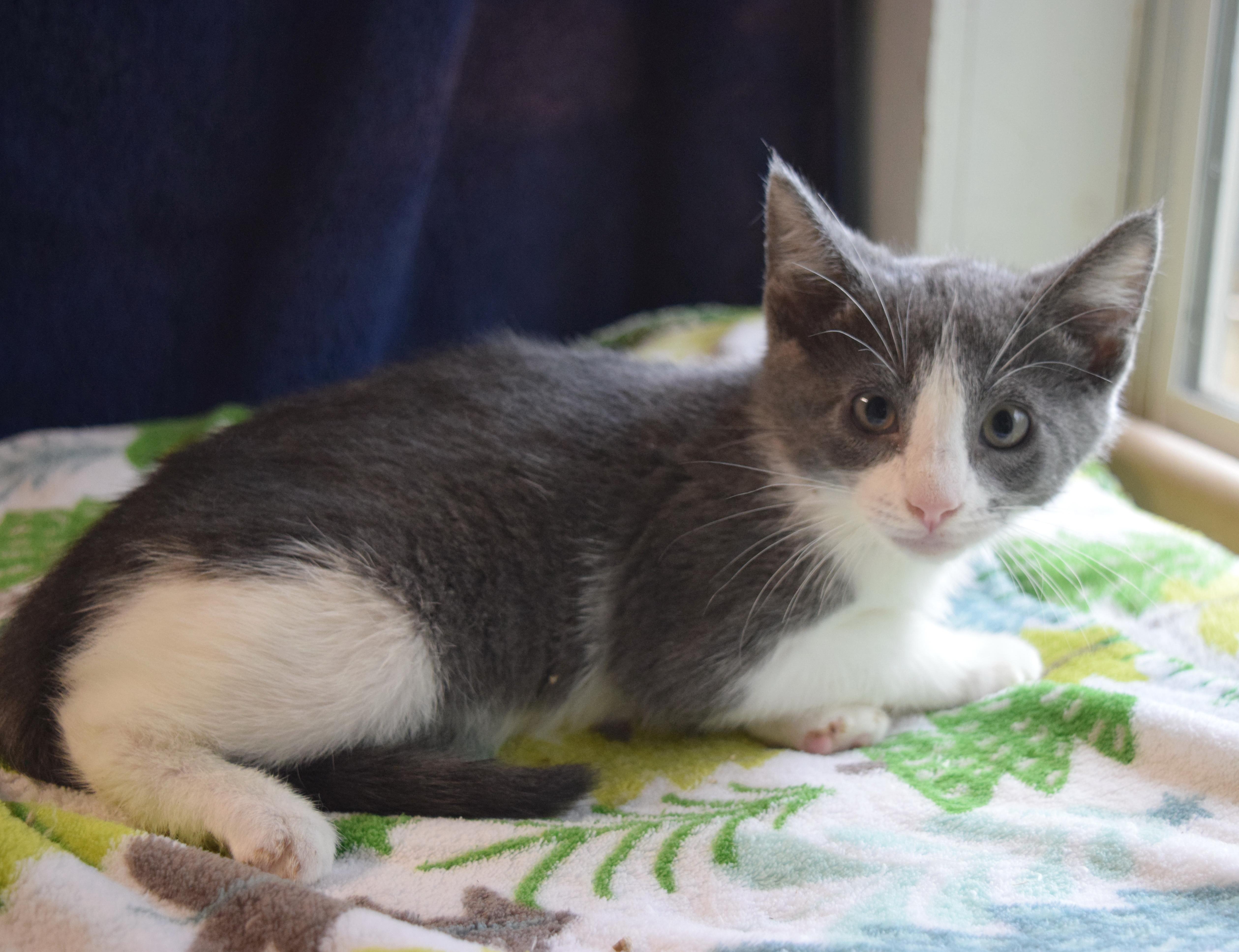 A baby medium-sized male Gray & White Domestic Short Hair cat named Lyon for adoption in Bulverde, TX