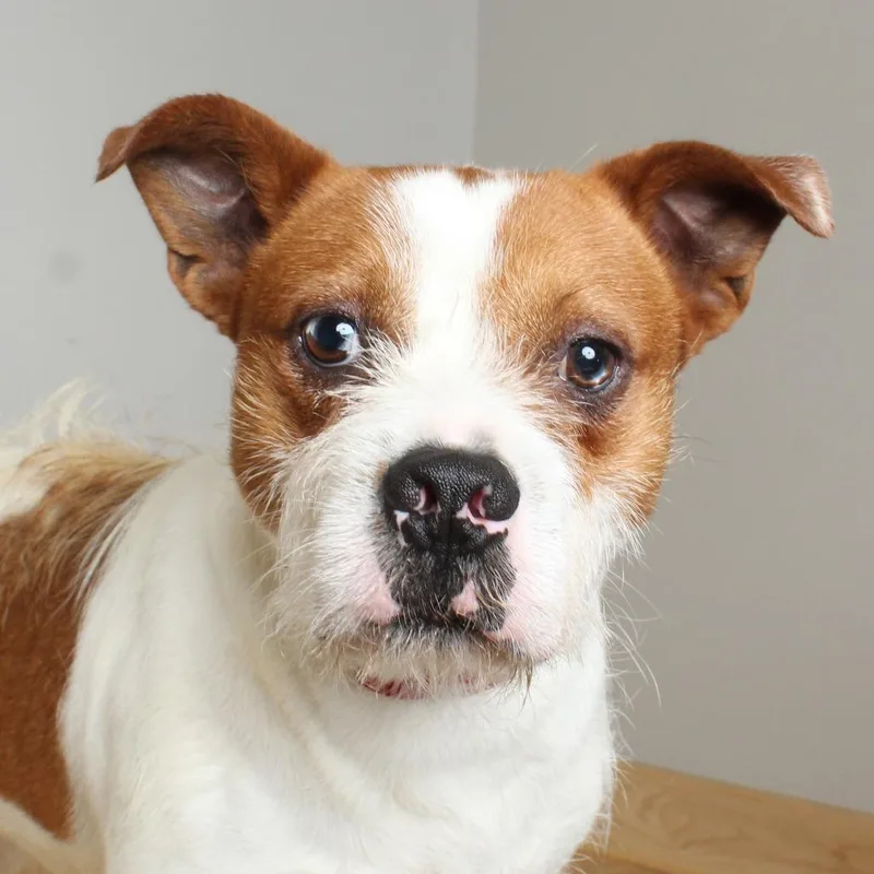 An adult medium-sized male White / Cream Jack Russell Terrier dog named Chuck D for adoption in Minnetonka, MN