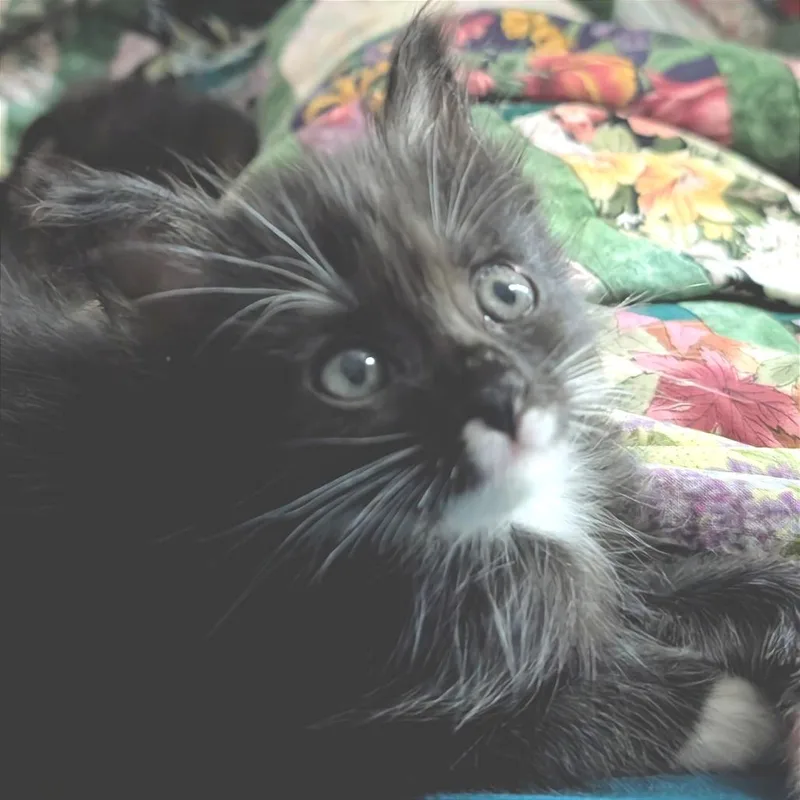 A baby small-sized female Domestic Medium Hair cat named Onyx for adoption in Cumming, GA