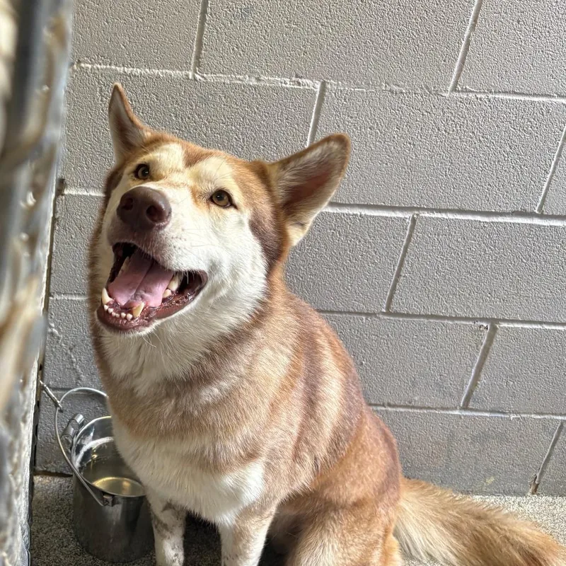 Koda