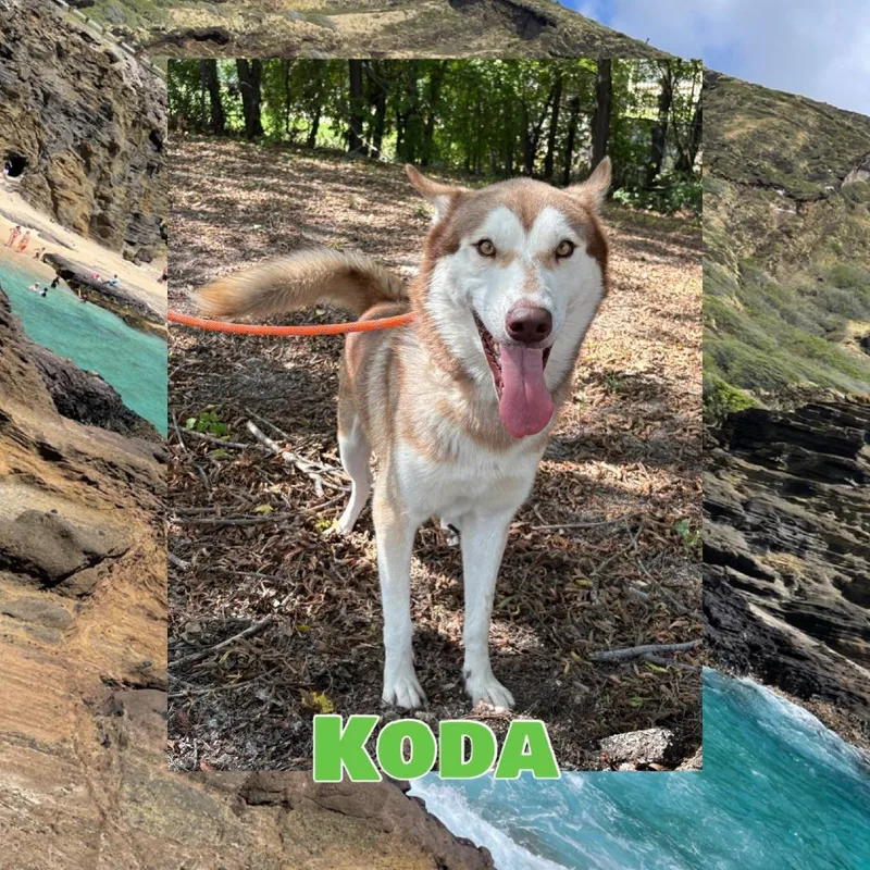 Koda thumbnail 2