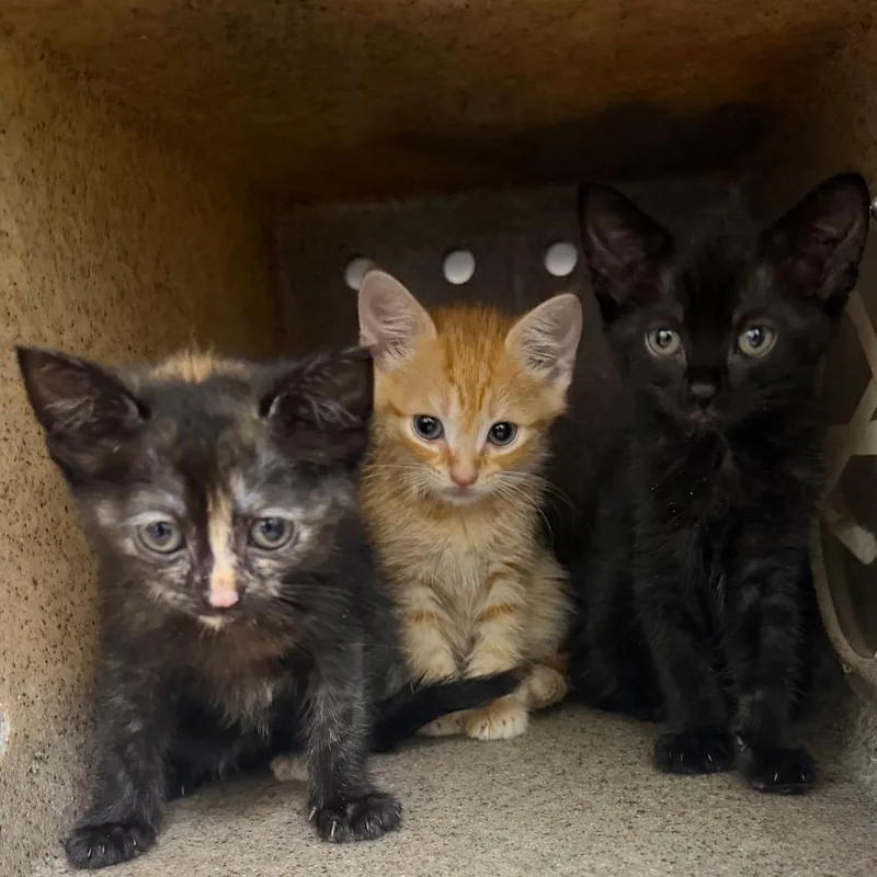 A baby small-sized male Black Domestic Short Hair cat named Ralzone for adoption in Philadelphia, PA