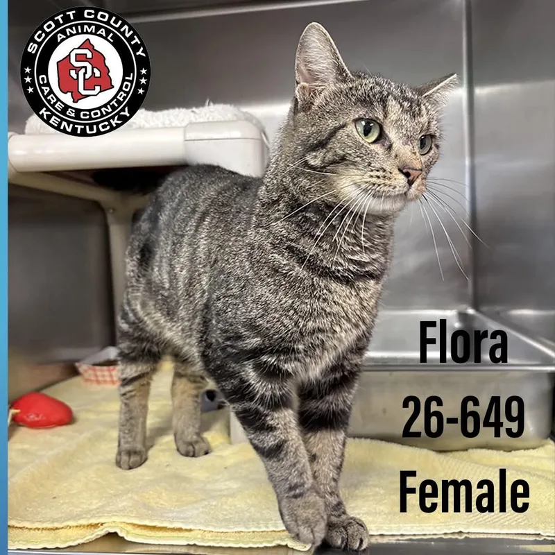 A young small-sized female Domestic Short Hair cat named Flora for adoption in Georgetown, KY