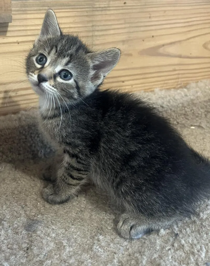 A baby medium-sized female Domestic Short Hair cat named Lavender for adoption in St. Cloud, MN