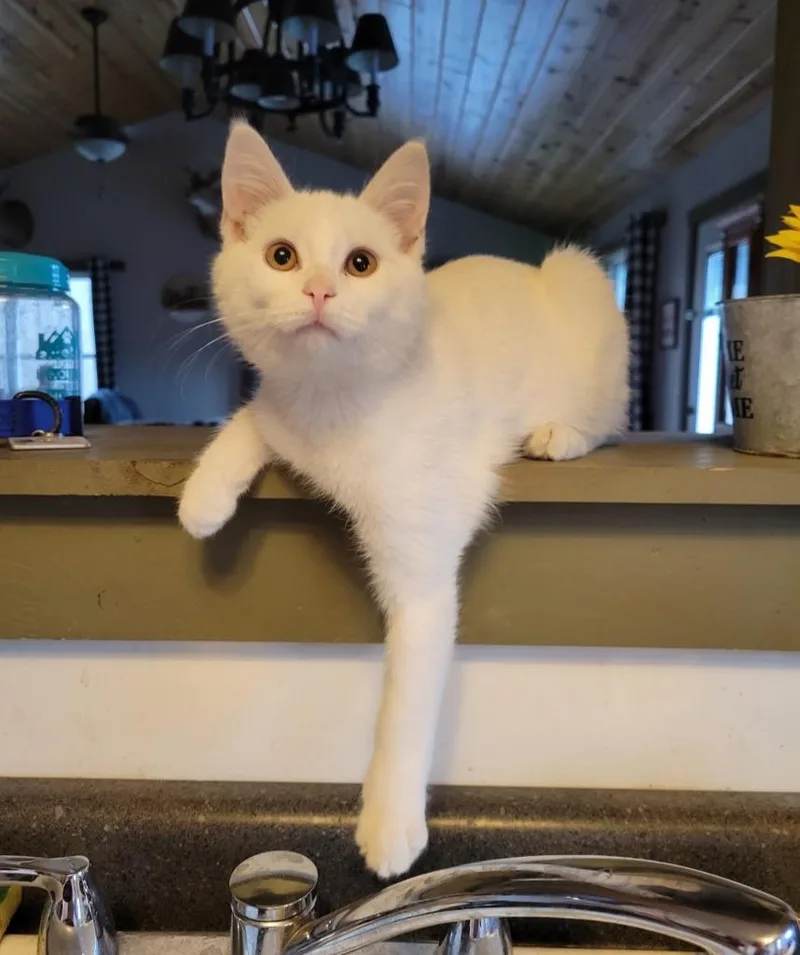 An adult large-sized male Domestic Short Hair cat named Yoda for adoption in Viroqua, WI