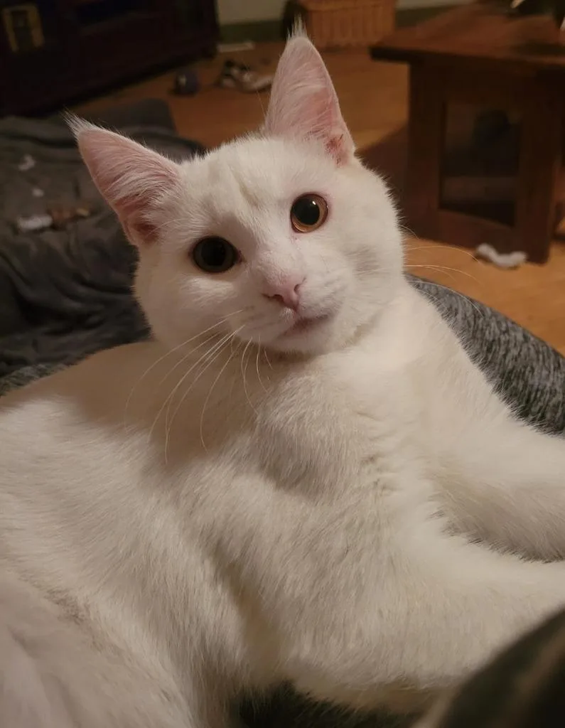 Yoda thumbnail 3