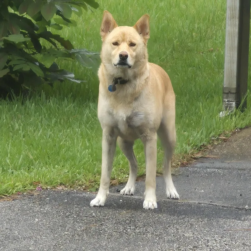 An adult medium-sized female Apricot / Beige Shepherd dog named Lily for adoption in Houston, TX