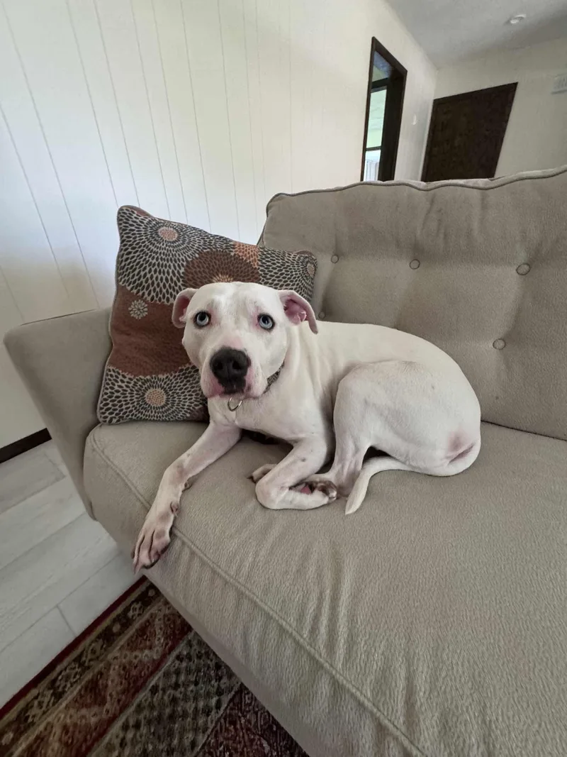 Luna Blue Eyes thumbnail 3