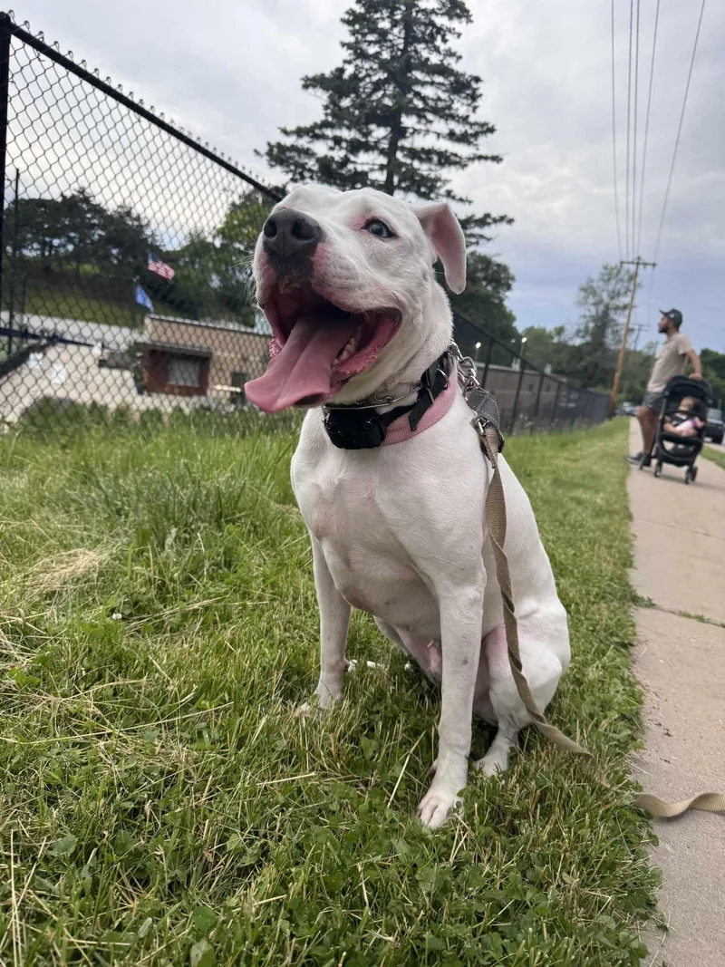 Luna Blue Eyes thumbnail 4