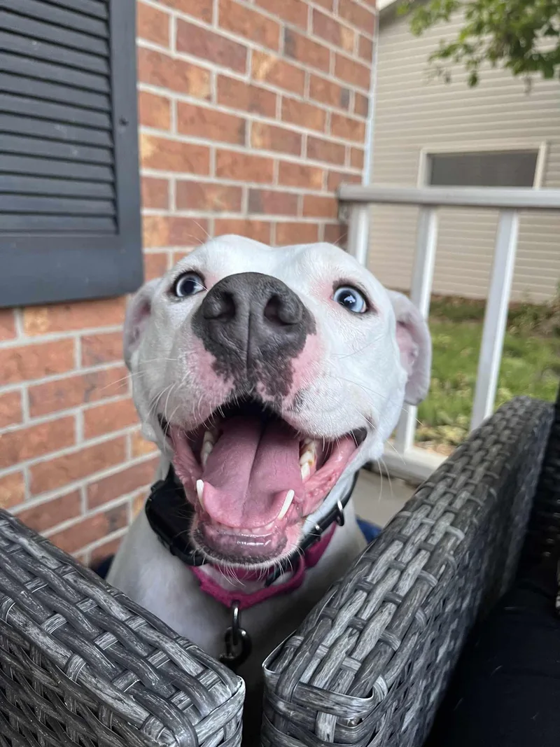 Luna Blue Eyes thumbnail 5