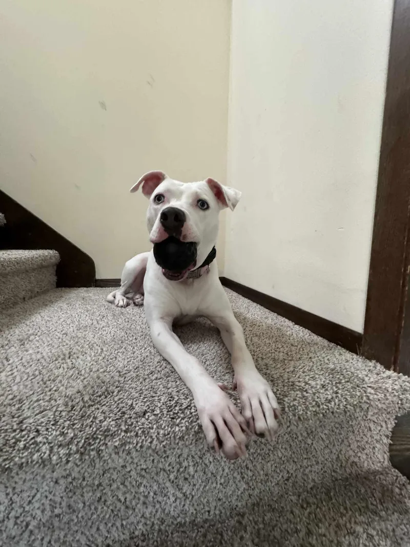 Luna Blue Eyes thumbnail 6