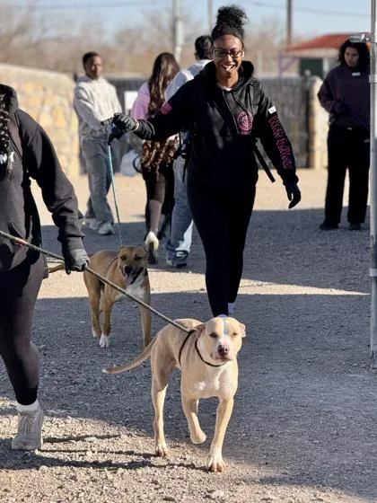 Chamomile thumbnail 3