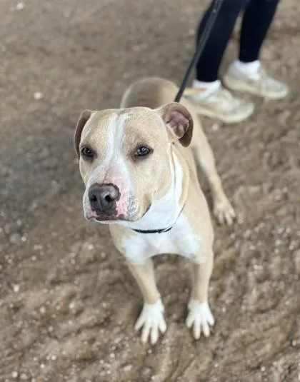 Chamomile thumbnail 5