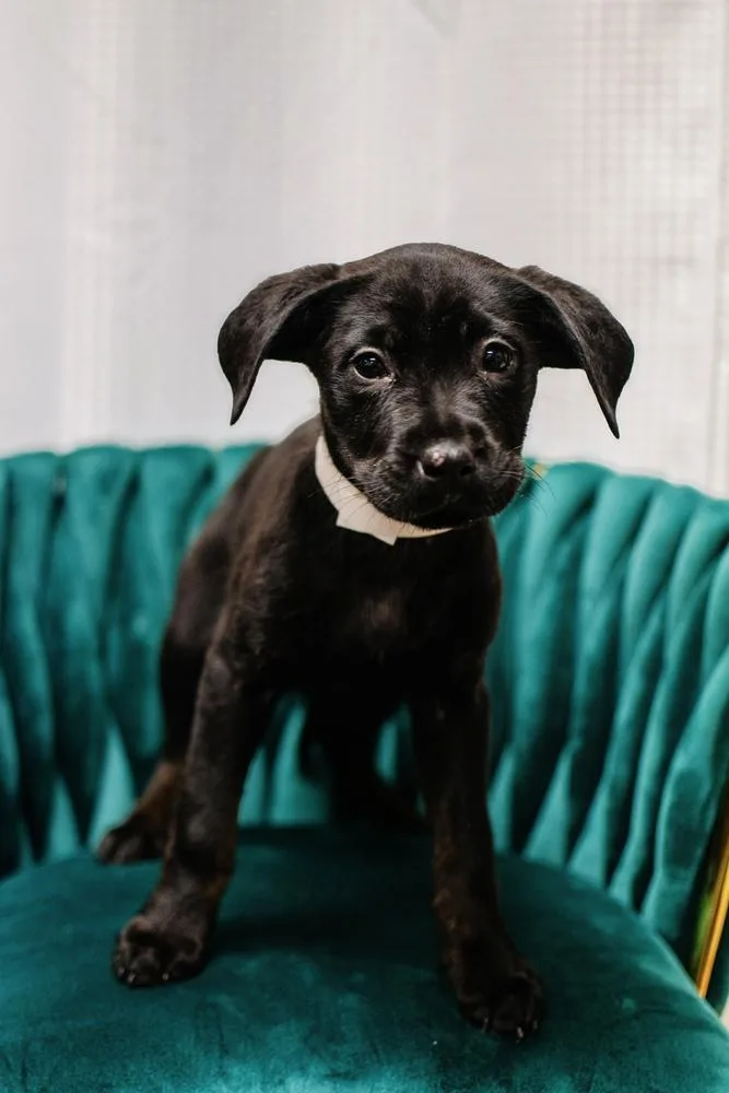 A baby large-sized female Black Rottweiler dog named Charlotte for adoption in Frankfort, NY
