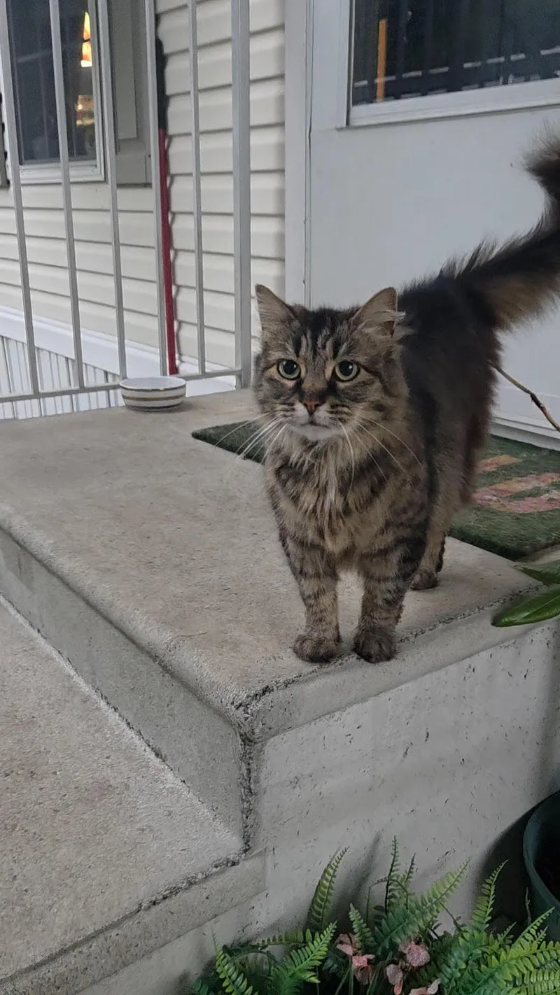 An adult medium-sized female Tabby (Brown / Chocolate) Domestic Medium Hair cat named Mindy for adoption in Fairfax, VA