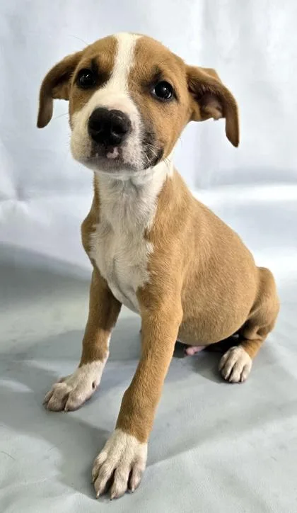 A baby large-sized male Collie dog named Griffin for adoption in Morton Grove, IL