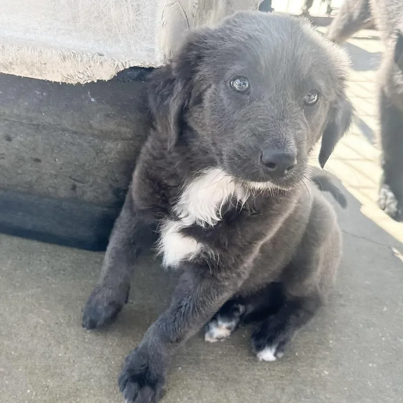 A baby medium-sized male Mixed Breed dog named Muffin for adoption in Groveland, MA