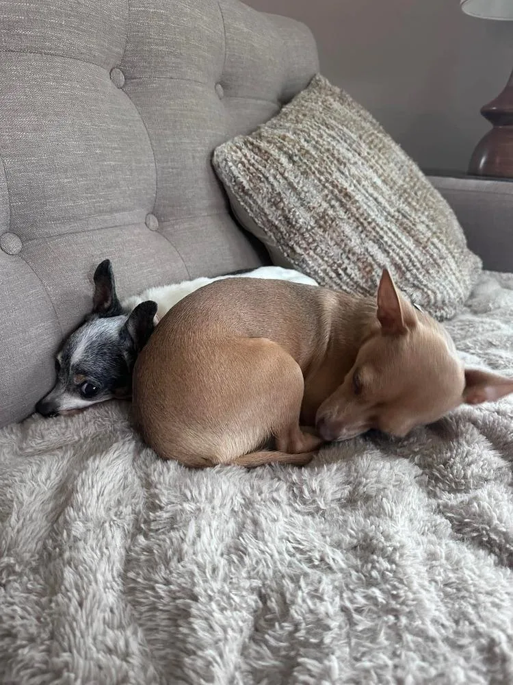 A young small-sized female Brown / Chocolate Chihuahua dog named Bunny for adoption in Saugus, MA