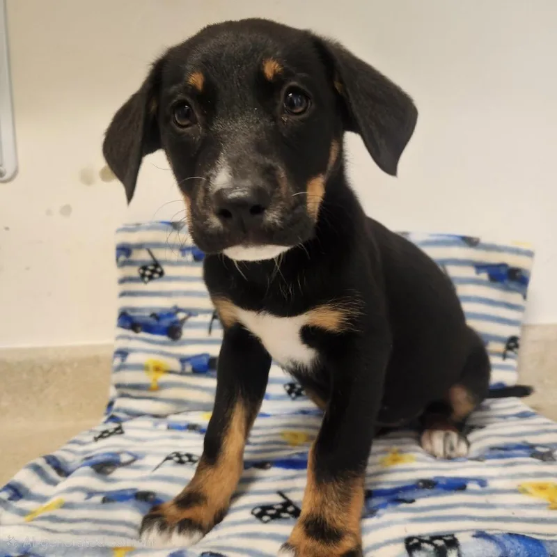 A baby medium-sized female German Shepherd Dog dog named Mai Tai for adoption in Fenton, MI