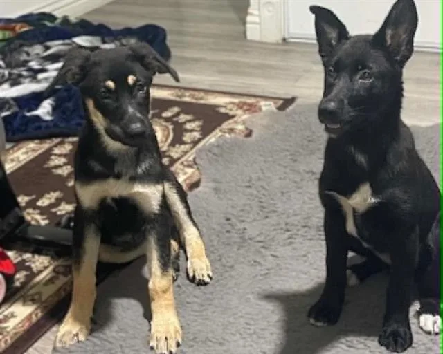 A baby small-sized female German Shepherd Dog dog named Trixie for adoption in Tustin, CA
