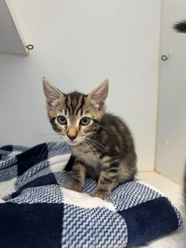 A baby small-sized male Brown / Chocolate Domestic Short Hair cat named Lenny for adoption in Oakland, CA
