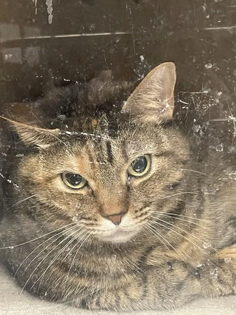An adult small-sized female Domestic Short Hair cat named Elsa for adoption in Easton, MD