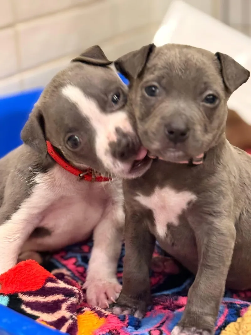 A baby medium-sized male Gray / Blue / Silver American Bully dog named Caddie for adoption in Mount Juliet, TN